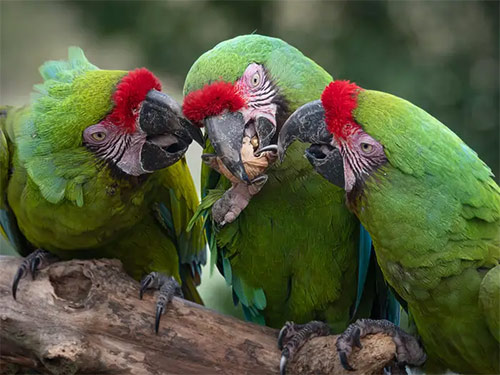 List of 24 endangered animals in the last 10 years Picture 15