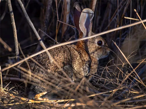 List of 24 endangered animals in the last 10 years Picture 16