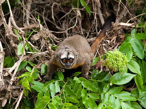 List of 24 endangered animals in the last 10 years Picture 18