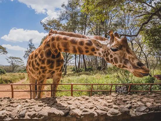 List of 24 endangered animals in the last 10 years Picture 2