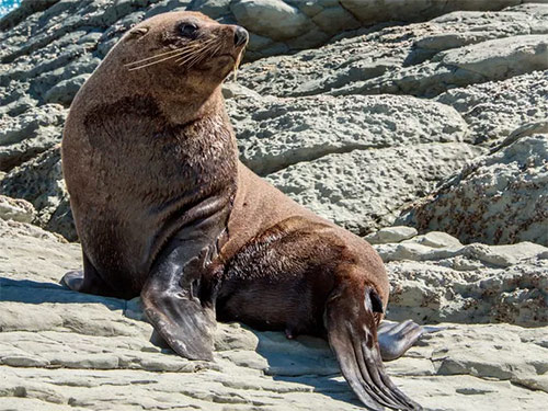 List of 24 endangered animals in the last 10 years Picture 20