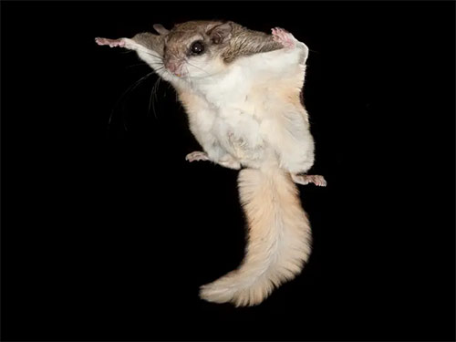 List of 24 endangered animals in the last 10 years Picture 21