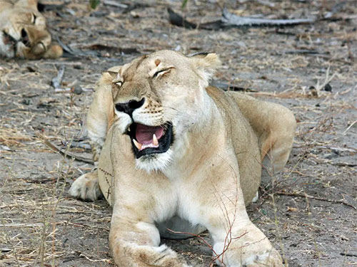 List of 24 endangered animals in the last 10 years Picture 24