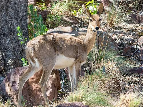 List of 24 endangered animals in the last 10 years Picture 4