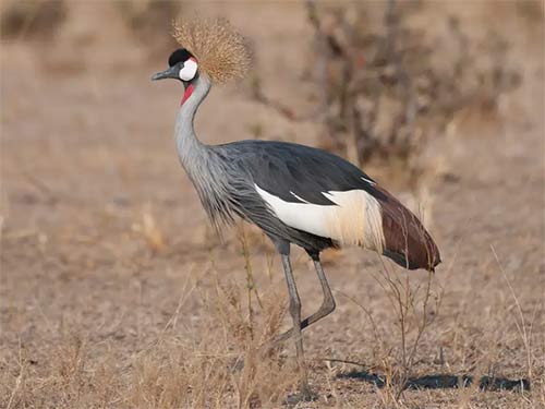 List of 24 endangered animals in the last 10 years Picture 5