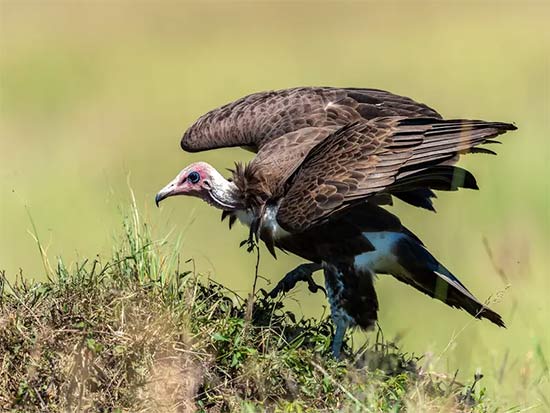 List of 24 endangered animals in the last 10 years Picture 6