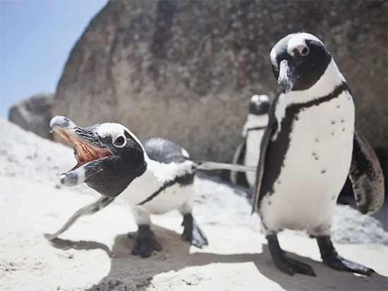 List of 24 endangered animals in the last 10 years Picture 7