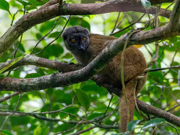 List of 24 endangered animals in the last 10 years Picture 8