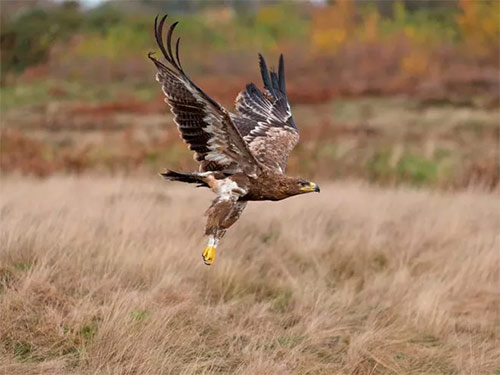 List of 24 endangered animals in the last 10 years Picture 9