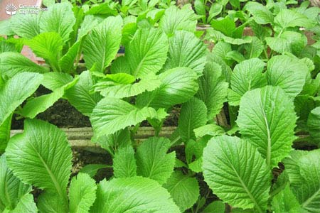 List of good fruits and vegetables for gout patients Picture 10