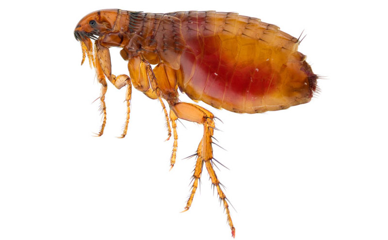 List of the most dangerous insects in the world Picture 12