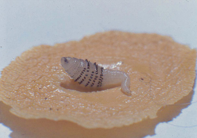 List of the most dangerous insects in the world Picture 13