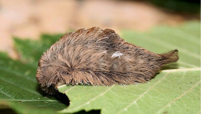 List of the most dangerous insects in the world Picture 2