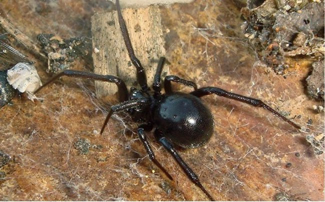 List of the most dangerous insects in the world Picture 4