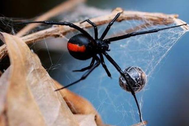 List of the most dangerous insects in the world Picture 5