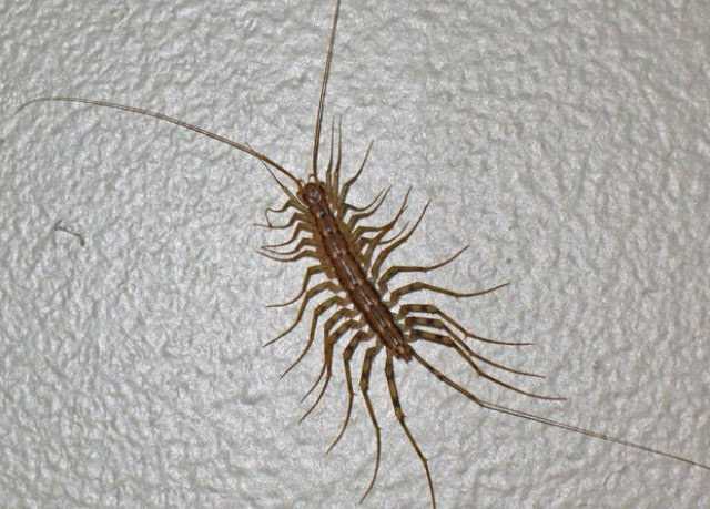 List of the most dangerous insects in the world Picture 6