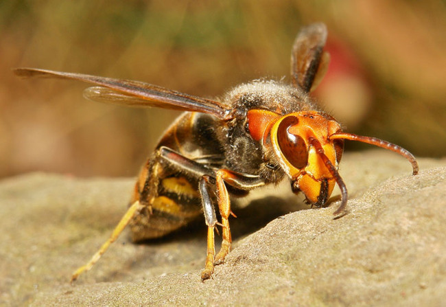 List of the most dangerous insects in the world Picture 9