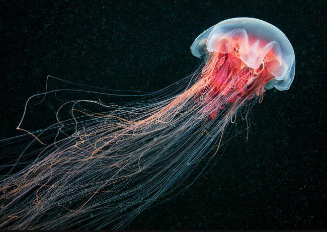 Listed 10 largest species of creatures in the ocean Picture 10
