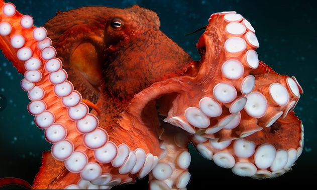 Listed 10 largest species of creatures in the ocean Picture 4