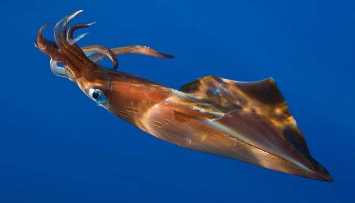 Listed 10 largest species of creatures in the ocean Picture 5