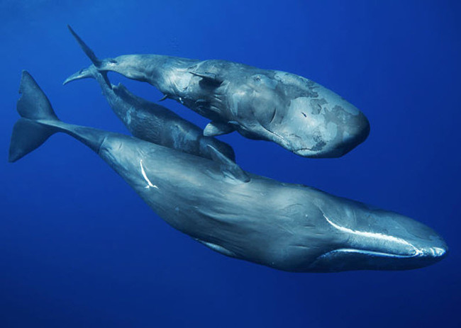 Listed 10 largest species of creatures in the ocean Picture 8