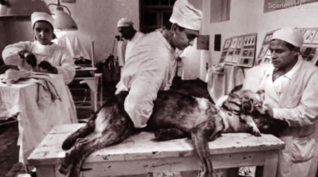 Listed 10 most terrible experiments on animals Picture 10