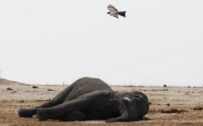 Listed 10 most terrible experiments on animals Picture 4