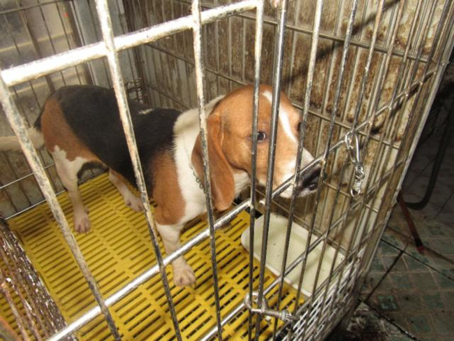 Listed 10 most terrible experiments on animals Picture 6