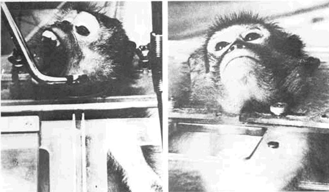 Listed 10 most terrible experiments on animals Picture 9