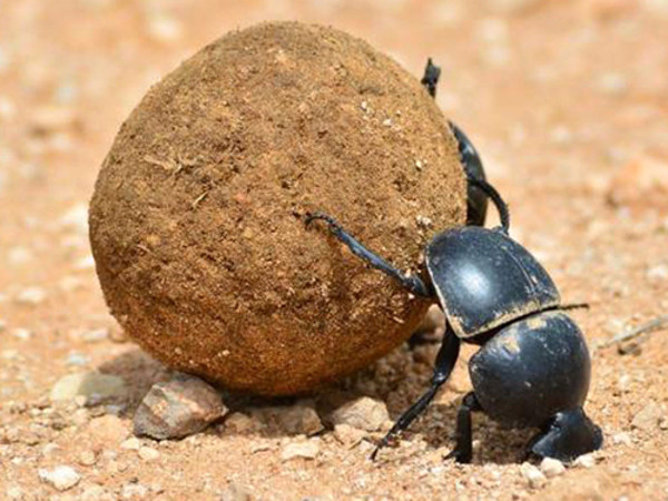 Looking for 'super athletes' in the animal world? Picture 1