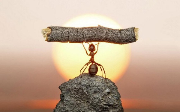 Looking for 'super athletes' in the animal world? Picture 2