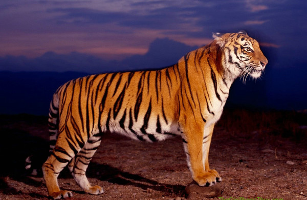 Looking for 'super athletes' in the animal world? Picture 4