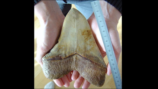 Lost ancient shark teeth found in Australia Picture 1