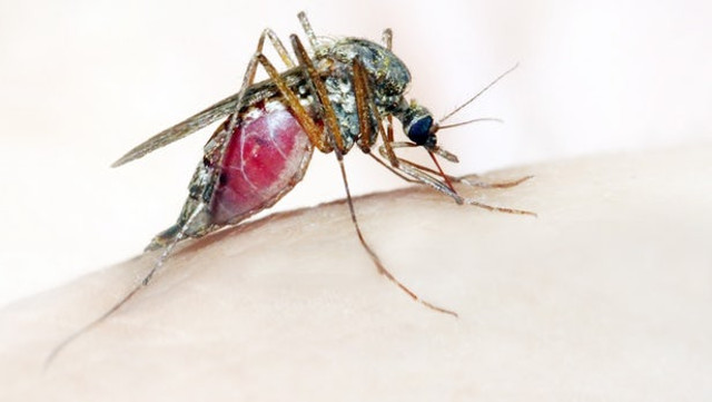 Malaria parasites die quickly in blue dyes Picture 1