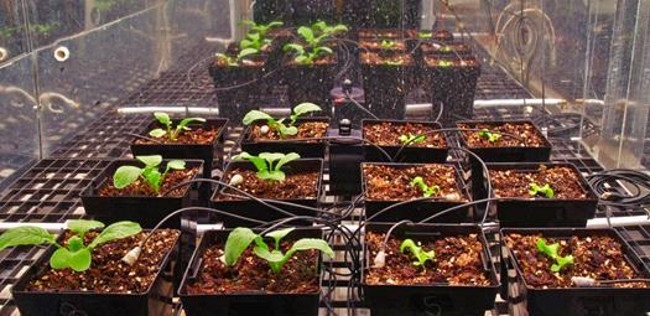 'Mars Garden - Martian Gardens' helps scientists find ways to grow vegetables on Mars Picture 3