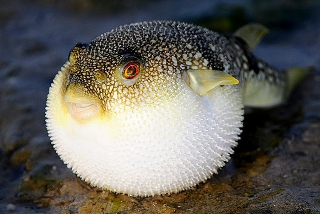 Marvel at animals with superhuman abilities that look exactly like Pokemon Picture 1