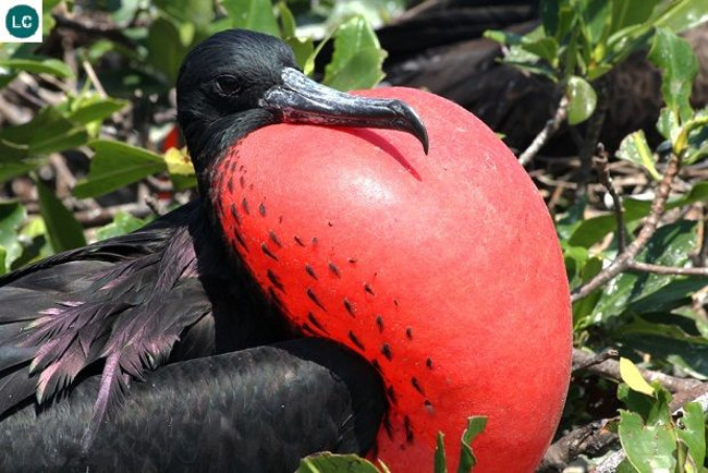 Marvel at animals with superhuman abilities that look exactly like Pokemon Picture 11