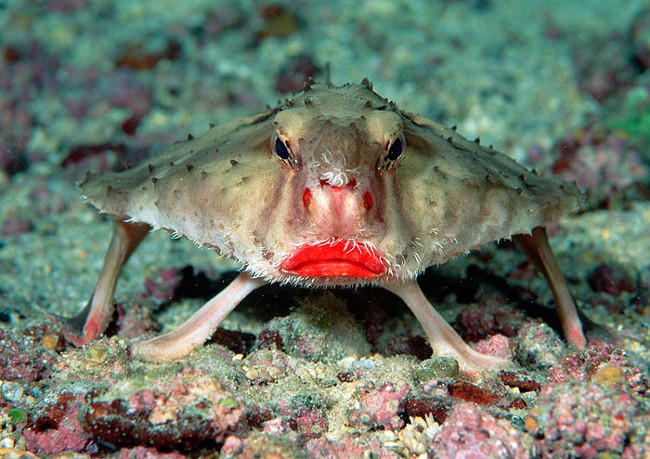 Marvel at animals with superhuman abilities that look exactly like Pokemon Picture 12