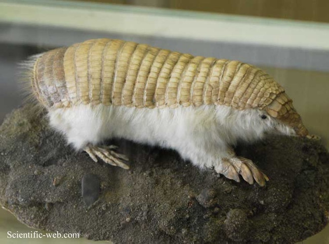 Marvel at animals with superhuman abilities that look exactly like Pokemon Picture 14