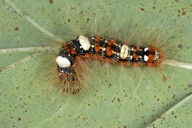 Marvel at animals with superhuman abilities that look exactly like Pokemon Picture 3