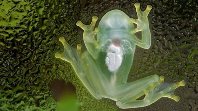 Marvel at animals with superhuman abilities that look exactly like Pokemon Picture 4