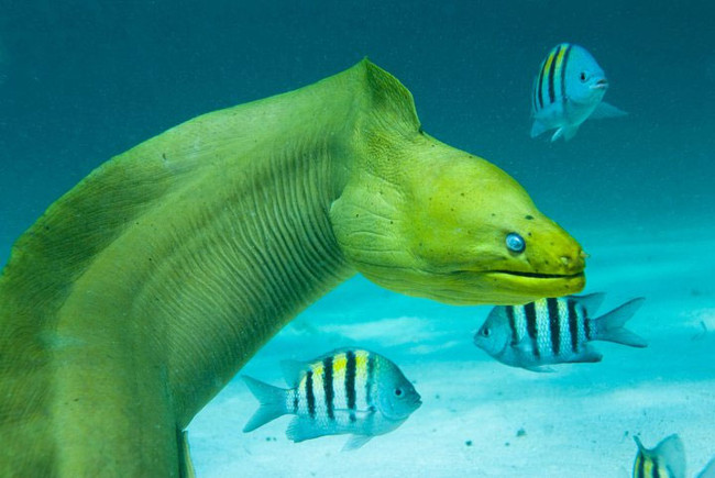 Marvel at bizarre fish in the ocean Picture 10