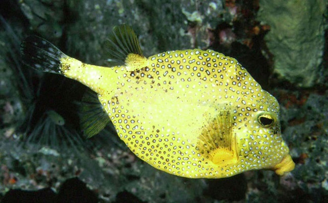 Marvel at bizarre fish in the ocean Picture 12