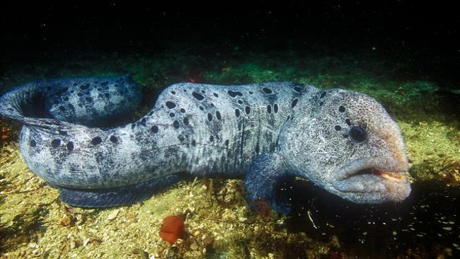 Marvel at bizarre fish in the ocean Picture 13