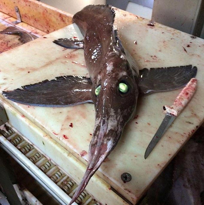 Marvel at bizarre fish in the ocean Picture 2