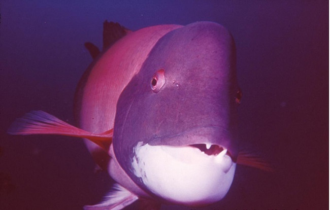 Marvel at bizarre fish in the ocean Picture 3