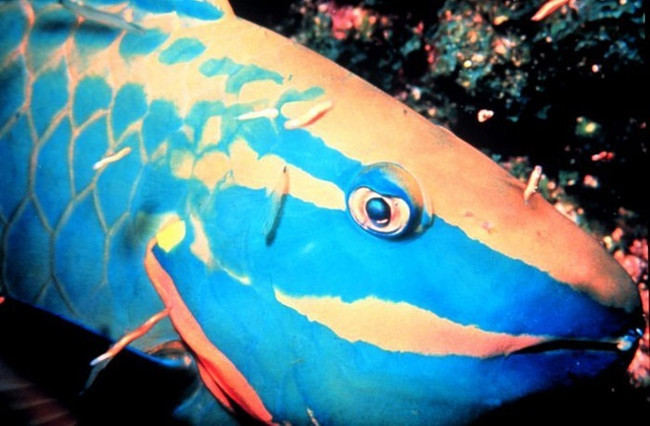 Marvel at bizarre fish in the ocean Picture 6