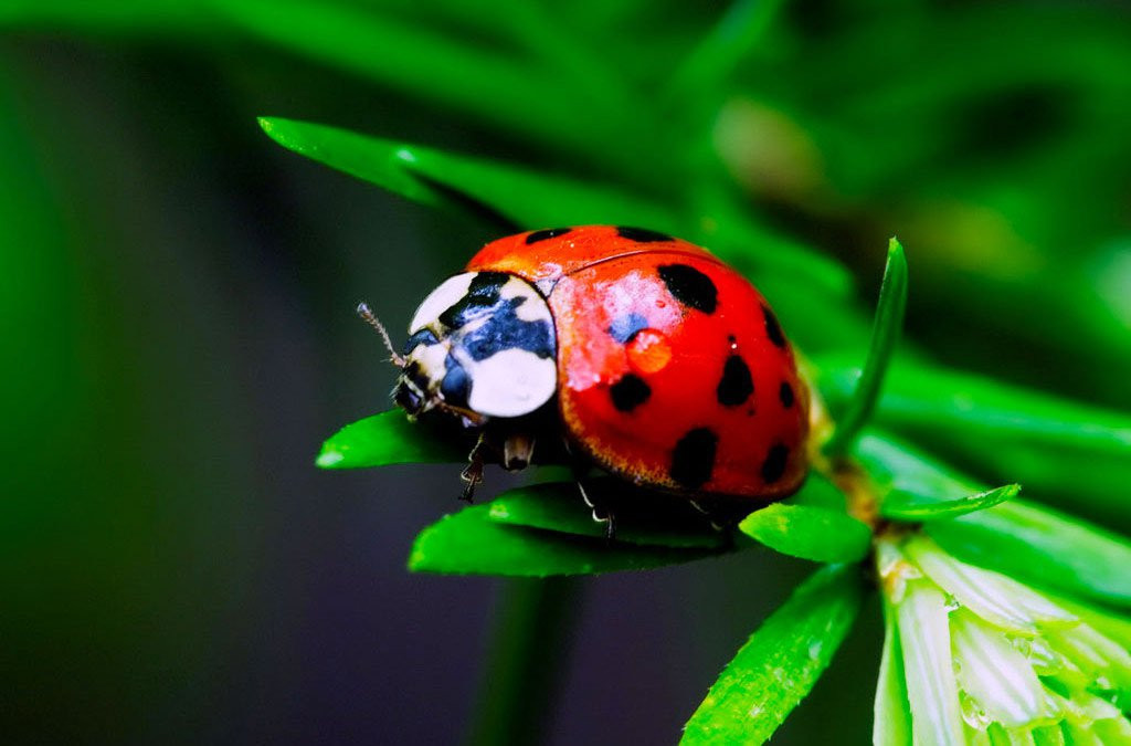 Marvel at red-blooded animals in Vietnam Picture 12