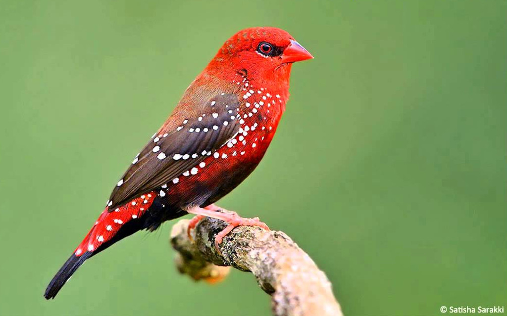 Marvel at red-blooded animals in Vietnam Picture 4