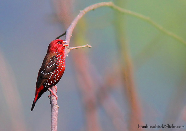 Marvel at red-blooded animals in Vietnam Picture 6